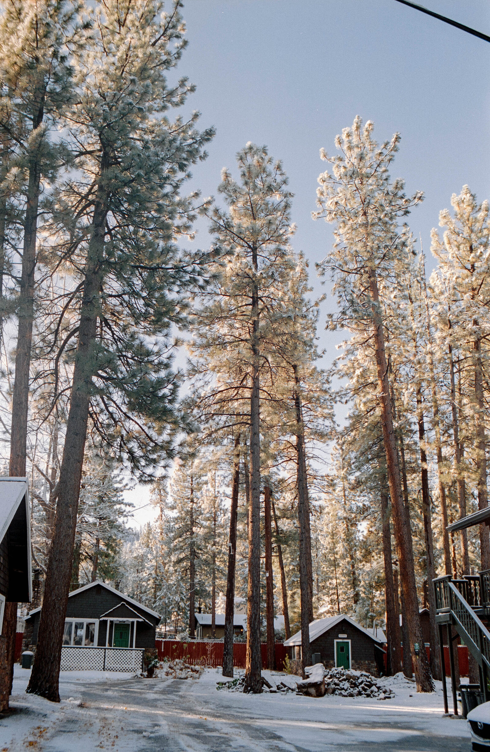 Dog walking on a forest trail in Big Bear